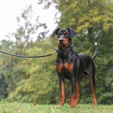 Tysk pinscher Lilla Eneby's Herman