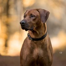 Rhodesian ridgeback Hazinas 7th Galactic  Cosmos "Sam" 