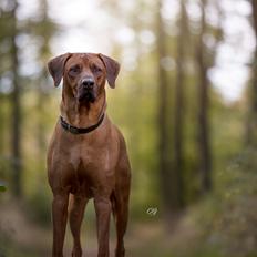 Rhodesian ridgeback Hazinas 7th Galactic  Cosmos "Sam" 