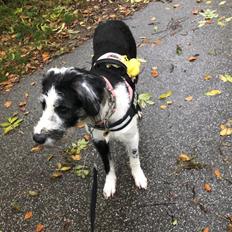 Blanding af racer Trunte 