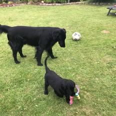 Flat coated retriever Tanima Flatcoats  - Feels like Fire "Ollie"