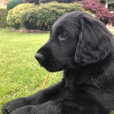 Flat coated retriever Tanima Flatcoats  - Feels like Fire "Ollie"