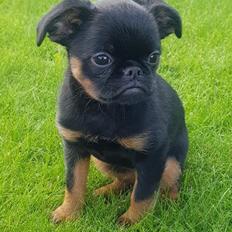 Griffon petit brabancon Mdac's Poetry In Motion