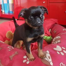 Griffon petit brabancon Mdac's Poetry In Motion