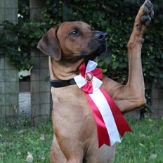 Rhodesian ridgeback Hazinas 7th Galactic Cosmos "Sam"