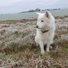 Samojedhund Bella