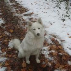 Samojedhund Bella