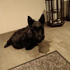 Skotsk terrier Nicla Missi Ballou (Balder)