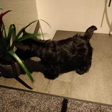 Skotsk terrier Nicla Missi Ballou (Balder)