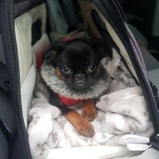 Griffon petit brabancon Mdac's Poetry In Motion