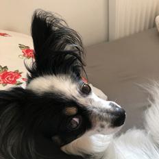 Papillon Mali