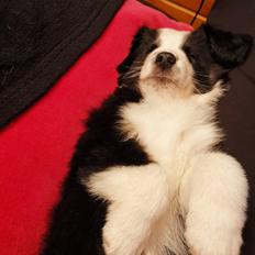 Miniature American Shepherd Nimbus (Truecolorsshining Busy Billybob)