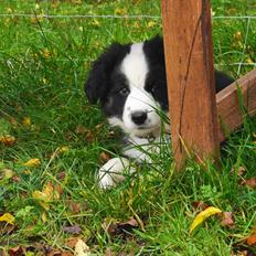Miniature American Shepherd Nimbus (Truecolorsshining Busy Billybob)