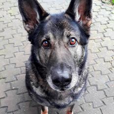 Schæferhund Sportshund Gipsi. (Gipsi).