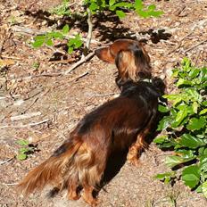 Dværggravhund Jack (Himmelhund)