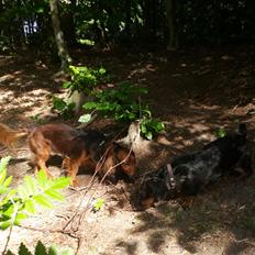 Dværggravhund Jack (Himmelhund)