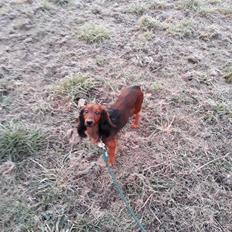 Dværggravhund Jack (Himmelhund)