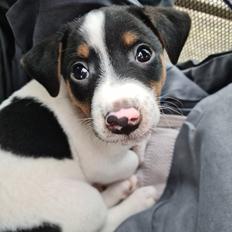 Blanding af racer Buller