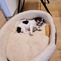 Blanding af racer Buller