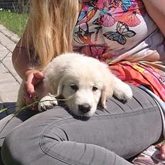 Golden retriever Balto 