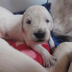 Golden retriever Balto 