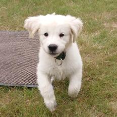 Golden retriever Balto 