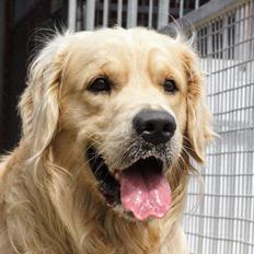 Golden retriever Tico