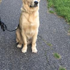 Golden retriever Tico