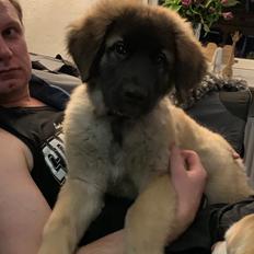 Leonberger Ancho