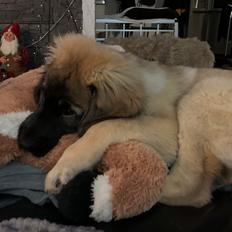 Leonberger Ancho