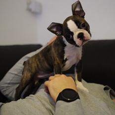 Boston terrier Hearts with Loves Knockout Nova