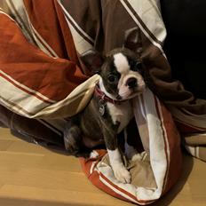 Boston terrier Hearts with Loves Knockout Nova