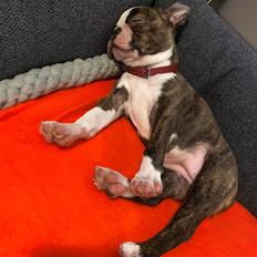 Boston terrier Hearts with Loves Knockout Nova