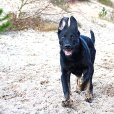 Blanding af racer Kalle