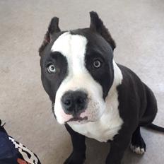 American Bully Hublot