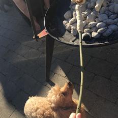 Dværgpuddel Lefariis Golden Petit