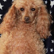 Dværgpuddel Lefariis Golden Petit