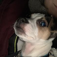 Dansk svensk gaardhund Milo