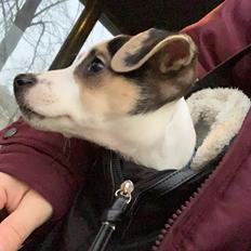 Dansk svensk gaardhund Milo