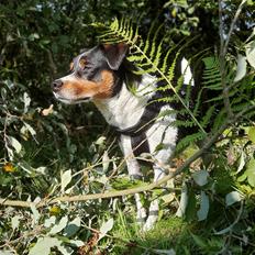 Dansk svensk gaardhund JUX