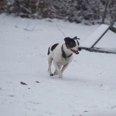 Dansk svensk gaardhund Zkrubbe´s Ice