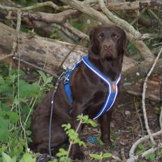 Labrador retriever Dimma