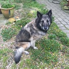 Tervueren Athene A Fleme Of Pride