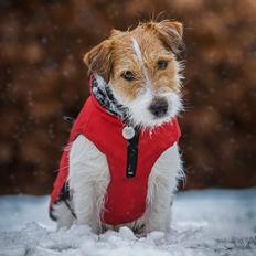 Jack russell terrier Klintskov's Poseidon (Elmer)