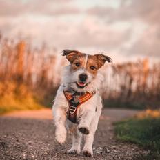 Jack russell terrier Klintskov's Poseidon (Elmer)