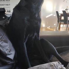 Labrador retriever Abby