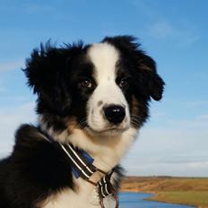 Miniature American Shepherd Nimbus (Truecolorsshining Busy Billybob)