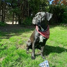 Cane corso Marleu