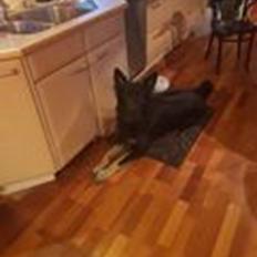 Schæferhund Paul von der Boyneburgker Strasse