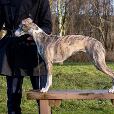 Whippet Daisy